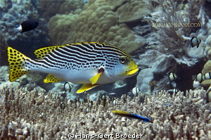 Sweet Lip with friends
Bunaken,Sulawesi,Indonesia, 
Nik... by Hans-Gert Broeder 